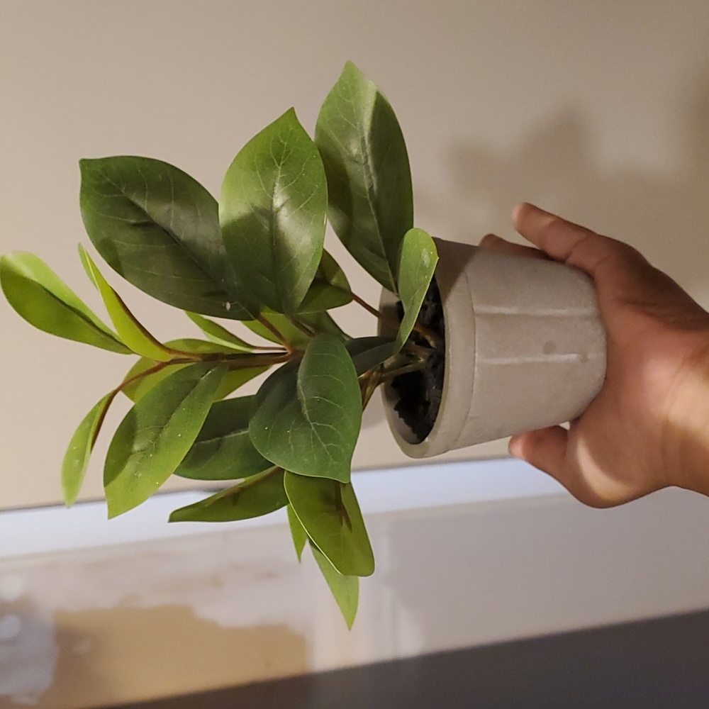 Plant